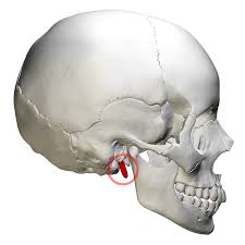<p>Located just below the ear, extending downward and forward in front of the hollow behind your earlobe.</p>