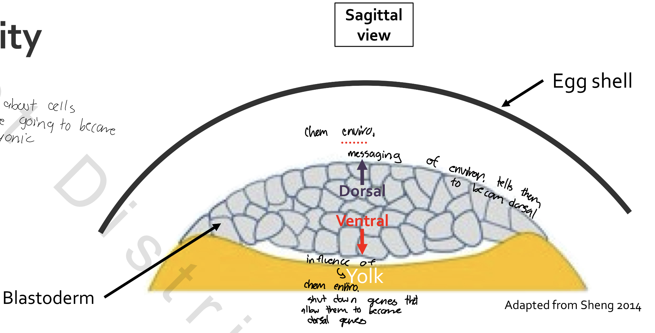 <p>Dorsal-ventral axis→ talking about cells that are going to become embryonic</p><p>• Dorsal = Egg shell side</p><p>• Ventral = Yolk side</p><p>Anterior-posterior axis</p><p>• More complex…[slowly rotating]</p>