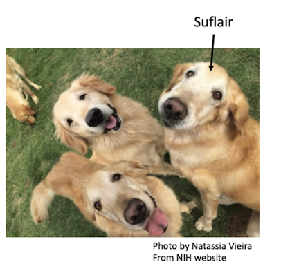 <p>most common, generally fatal in the 20s</p><p>adverse affects on bone development too due to lower loads on bones</p><p>caused by a gene mutation on X chromosome that codes for <strong>dystrophin </strong></p><p>discovery: dogs that have an up regulation of gene for cell repair can counteract the DMD, seeming normal</p>