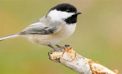 <p>What Bird species is this?</p>