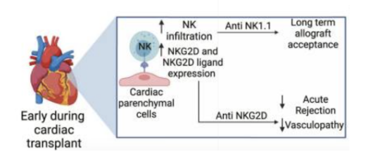 <ul><li><p><span style="background-color: transparent; font-family: "Open Sans", sans-serif;">Difficult to study → limited samples, mostly mouse</span></p></li><li><p><span style="background-color: transparent; font-family: "Open Sans", sans-serif;">Most helper ILCs are <u>donor-derived</u> <strong>ILC2s</strong> → little infiltration of other recipient helper ILC subsets or precursors</span></p></li><li><p><span style="background-color: transparent; font-family: "Open Sans", sans-serif;"><strong>NK cells</strong></span></p><ul><li><p><span style="background-color: transparent; font-family: "Open Sans", sans-serif;">Accelerate both cellular- and antibody-dependent graft rejection</span></p></li><li><p><span style="background-color: transparent; font-family: "Open Sans", sans-serif;">Contribute to vasculopathy</span></p></li></ul></li><li><p><span style="background-color: transparent; font-family: "Open Sans", sans-serif;"><strong>γδ T cells</strong> generally inflammatory</span></p></li></ul><p></p>