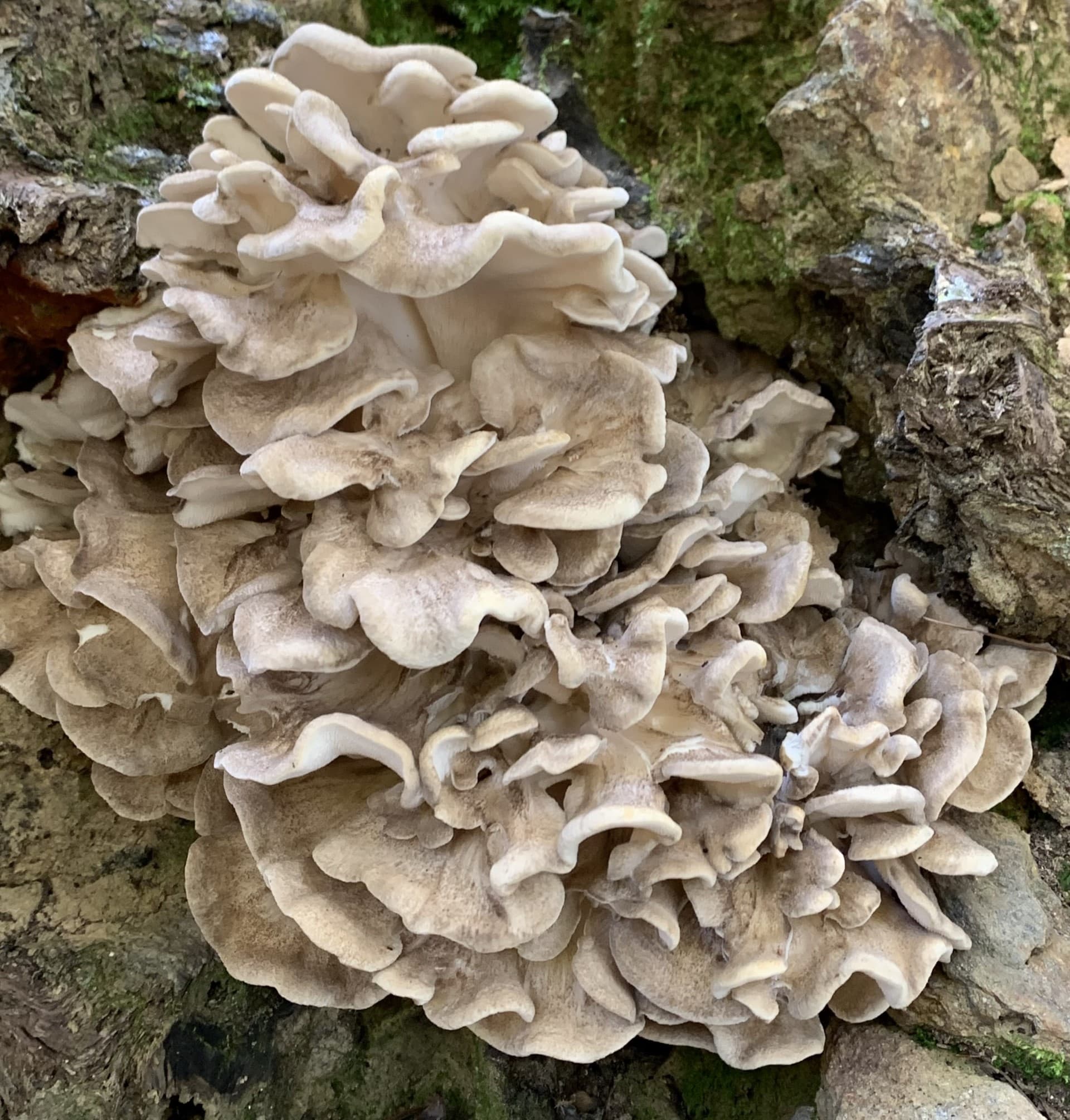 <p>Maitake mushroom</p>
