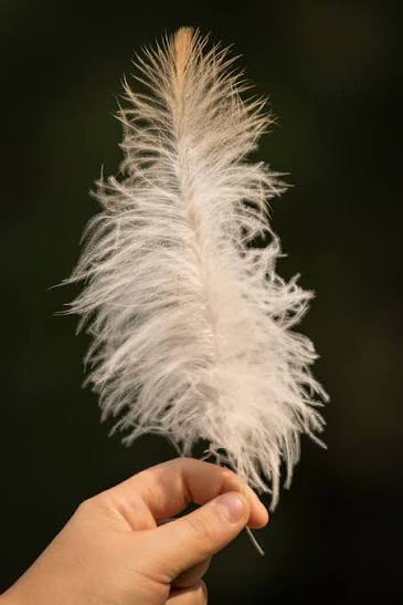 <p>Semiplume Feathers</p>