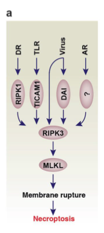 <p>Det er en reguleret form for celledød med <strong>membranruptur</strong> og ofte inflammatorisk respons, altså mere nekrose-lignende.</p>