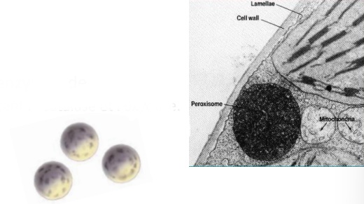 <p>Vésicules contenant différentes enzymes de dégradation, les plus importantes étant la catalase et l’oxydase.</p><p>Leur rôle principal est la <strong>neutralisation des radicaux libres </strong>(substance très réactives contenant des électrons non appariés et qui peuvent dégrader les structures biologiques).</p><p>Ils participent également aux mécanismes énergétiques en dégradant et libérant des acides gras.</p><p></p>