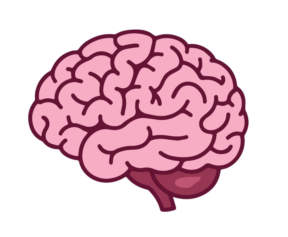 <p>el cerebro </p>