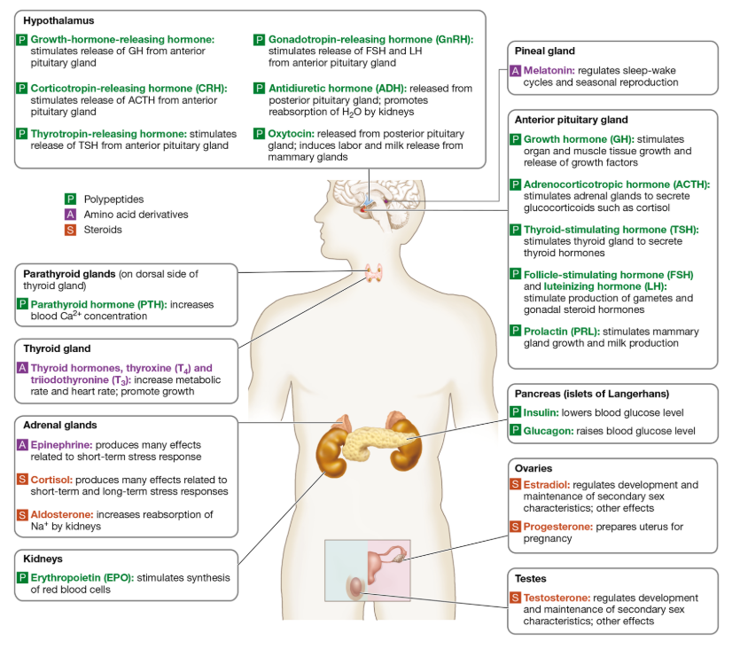 <p>What is the endocrine system?</p>