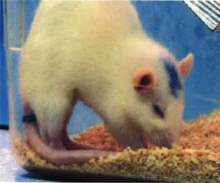 <p>Is this rat in pain? </p>