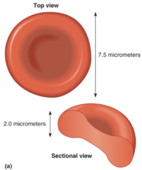<p>- High surface area to volume ratio</p><p>- All cytoplasm is near the plasma membrane</p><p>- Smooth and flexible</p><p>- Able to form stacks that slide through small capillaries</p>