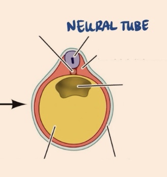<p>Neural tube → once that is completely closed </p>