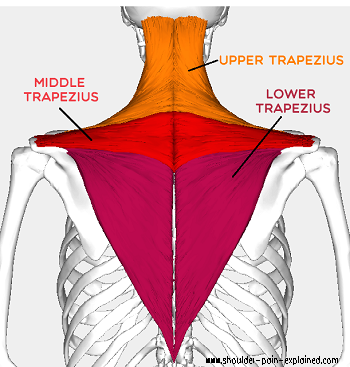 <p>O: Occipital protuburence; ligament nuchae, S.P.’s C7-T12</p><p>I: Lateral 1/3 of clavical and spine of scapula</p><p>A: Depress scapula;Upwardly rotate scapula</p><p>N: Spinal Accessory Nerve (XI)</p>