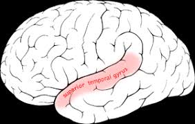 <ul><li><p>Hersenschors</p></li><li><p>Gehoor en taalbegrip</p></li></ul><p></p>