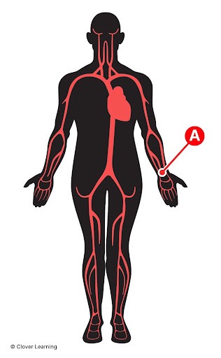 <p>Which pulse point is indicated by the letter A in the image?</p>