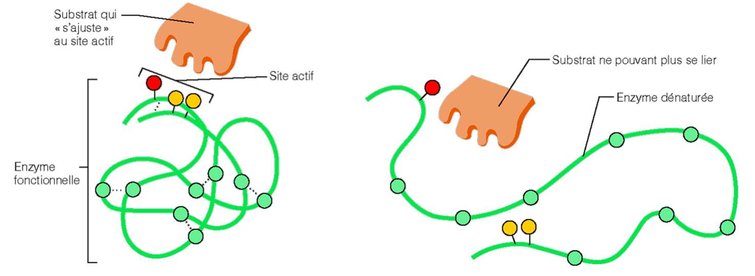 <ul><li><p>Des températures ou des pH extrêmes rompent les liaisons d'hydrogène et altèrent la structure tridimensionnelle. Une protéine dénaturée perd sa fonction biologique. </p></li></ul><p></p>