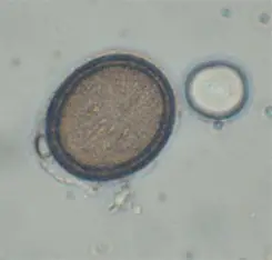 <p>Scientific and Common Name? (Canine and Feline)</p>