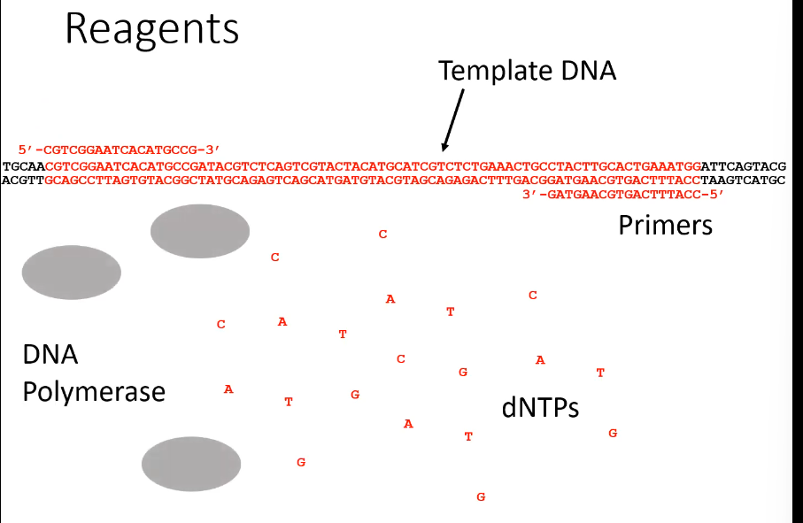 <p>They are free nucleotide bases floating around</p>