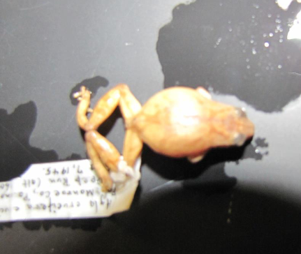 <p>Common name, Family, Scientific Name?</p>