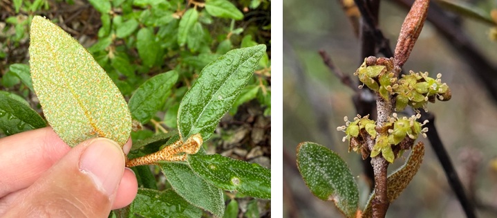 Soapberry, Buffalo-berry (Mashkode-bizhikiwimin)