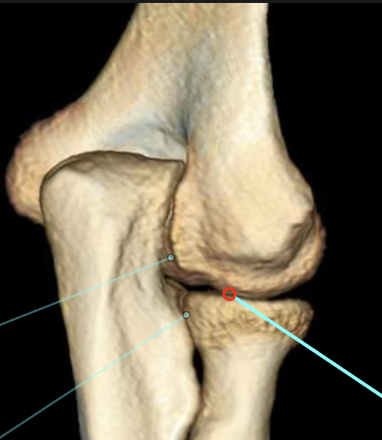 <p>What is this joint? (red dot)</p>
