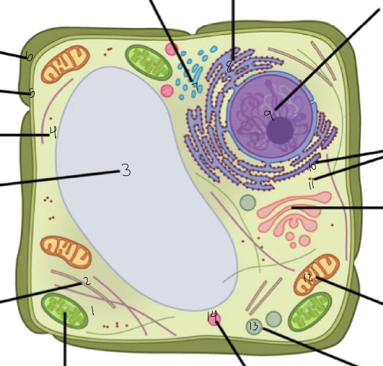 <p>3 (Names &amp; Function) </p>