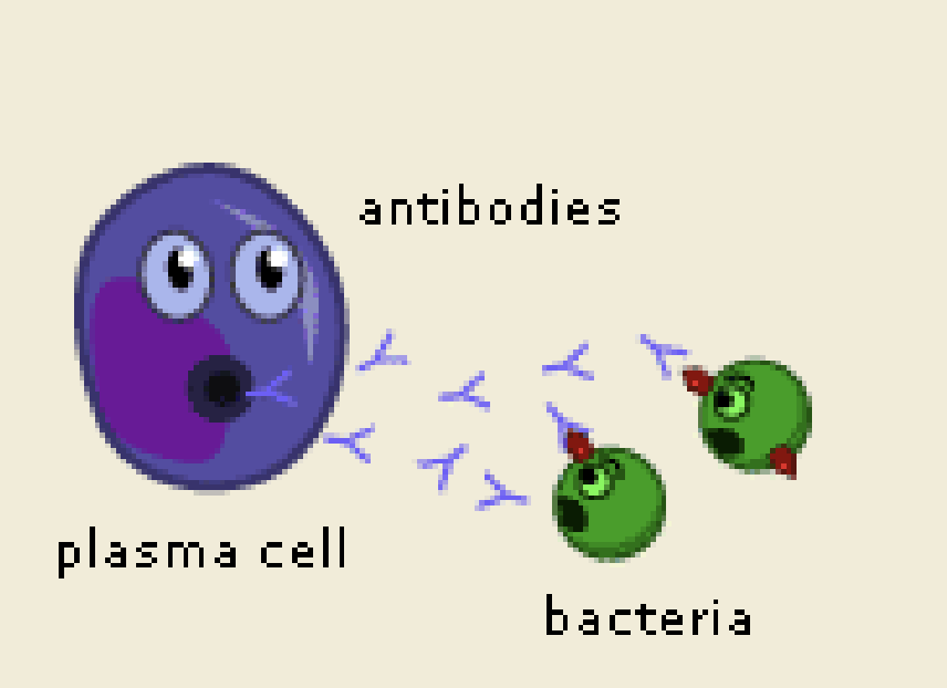 <ol><li><p>B-cells finds an antigen which matches its receptors</p></li><li><p>It waits until a T-helper cell activates it</p></li><li><p>B-cell divides into plasma and memory cells</p></li><li><p>Plasma cells produce antibodies that attach to invader</p></li></ol><p></p>