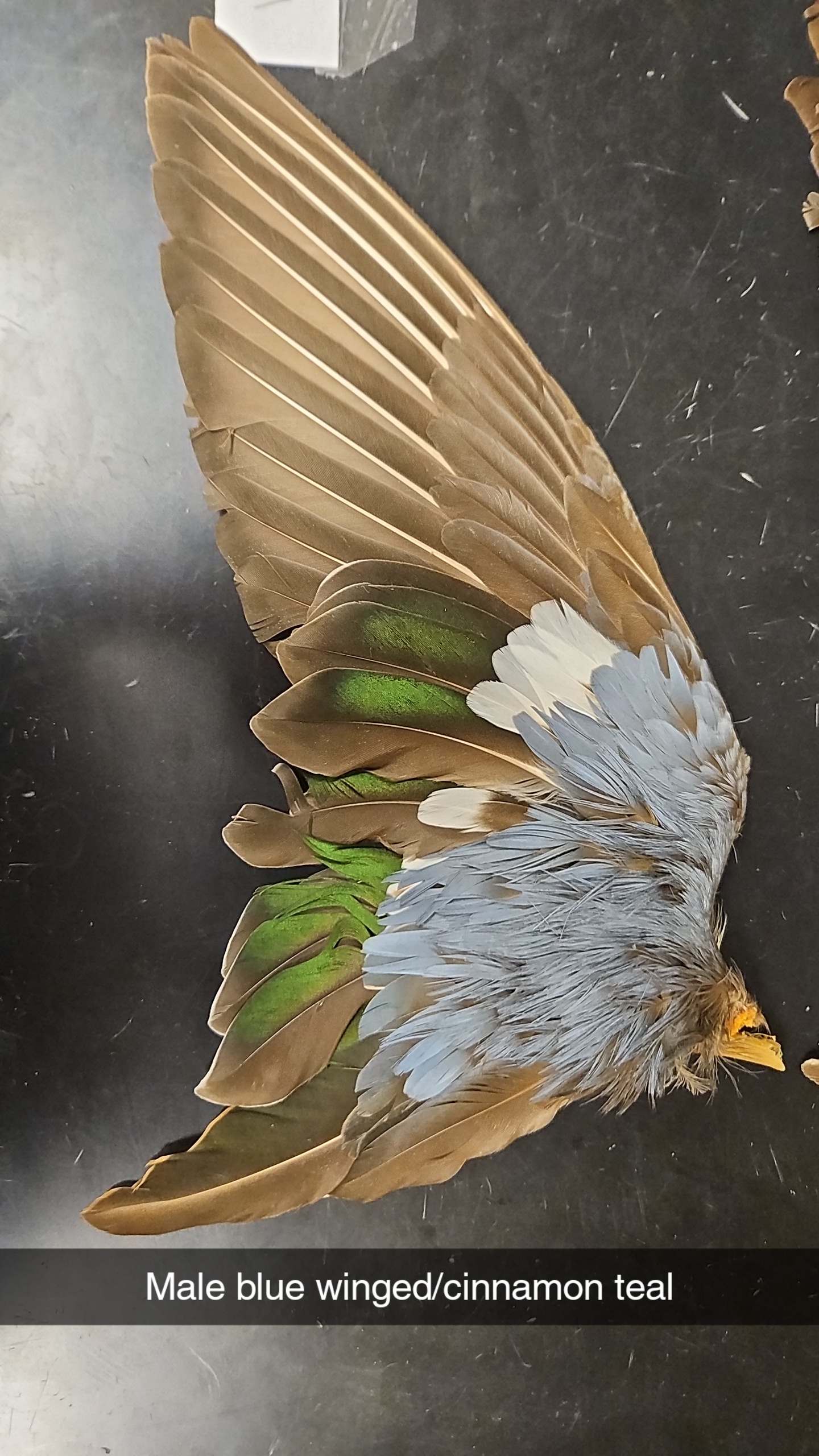 knowt flashcard image