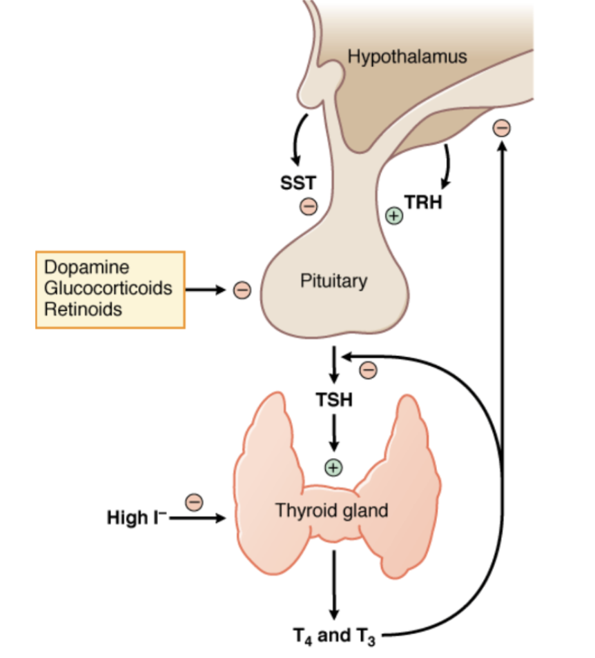<p><span style="background-color: transparent;">a small tripeptide (half-life: ~6 minutes) produced in the paraventricular nucleus (PVN) of the hypothalamus and transported to the anterior pituitary</span></p><ul><li><p><span style="background-color: transparent;">Binds to TRHR (G<sub>q</sub>) in thyrotroph cells to stimulate <u>secretion and further synthesis of</u> <strong>thyroid-stimulating hormone </strong>(<strong>TSH</strong>) (sometimes referred to as thyrotropin) from the anterior pituitary, which signals the thyroid gland to release thyroid hormones</span></p></li><li><p>Besides thyroid hormones, <span style="background-color: transparent;">the thyroid also produces calcitonin</span></p></li></ul><p></p>
