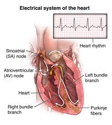 <p>Sinoatrial node and sinoventricular node</p><p>Function: initiate myogenic contractions, regulate <strong>myogenic </strong>activity, governs the rhythm of the heart </p><ul><li><p>Spread action potential into atrium and ventricle</p></li></ul><p></p>