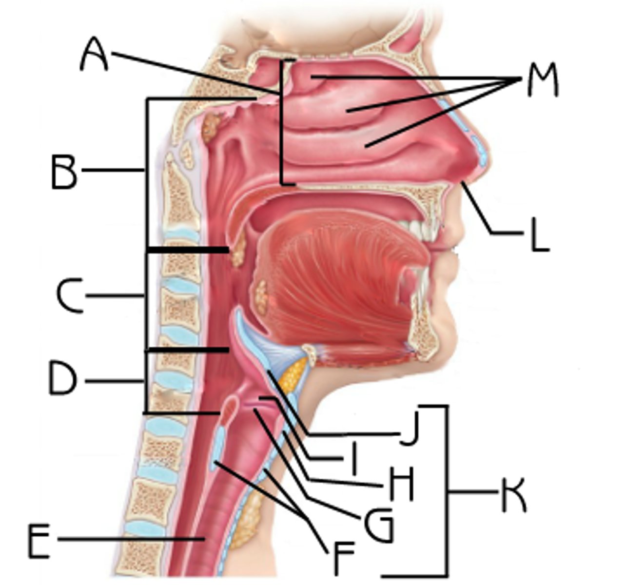 <p>name L</p>