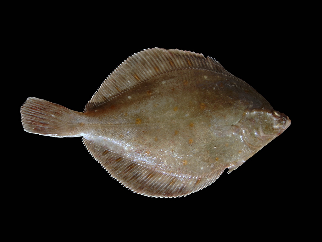<p>plaice</p>