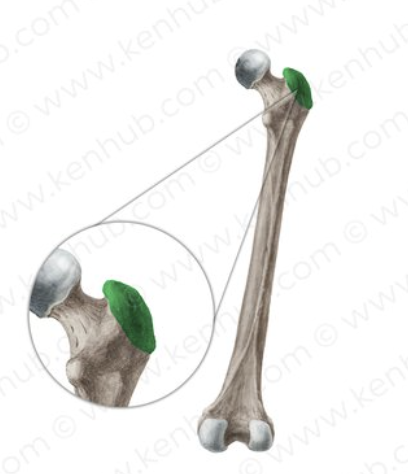 <p>Trochanter</p>