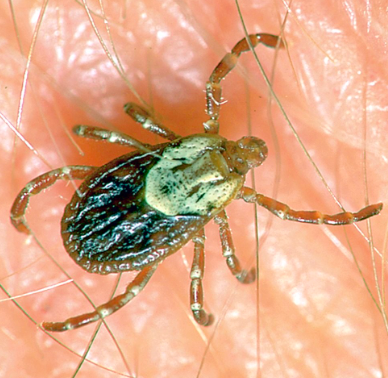 <p>What organism is this?</p>