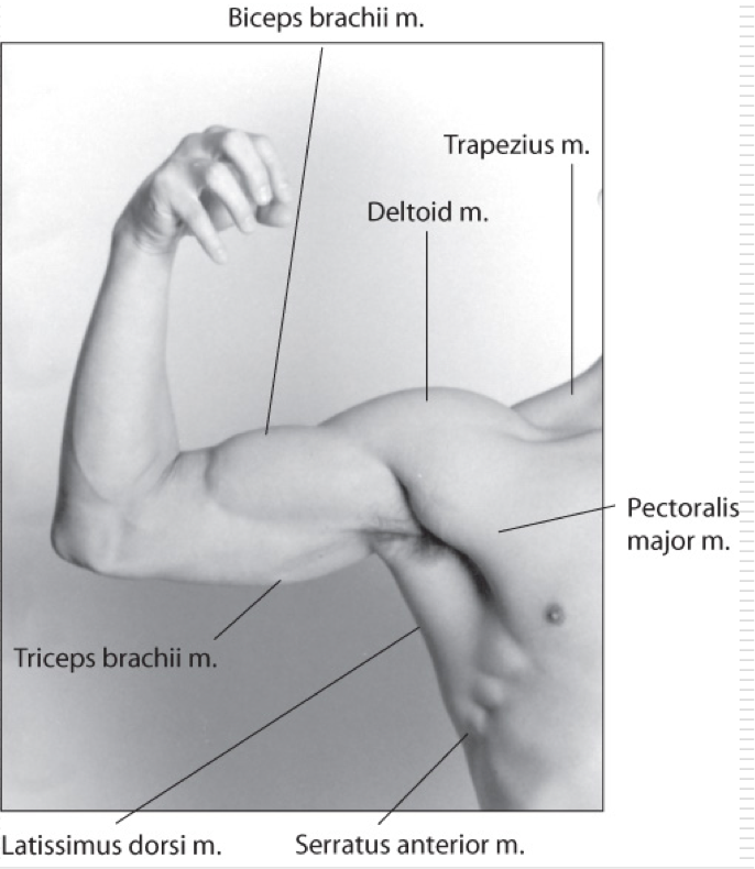 <p>Pectoralis Major </p><p>Coracobrachialis</p><p>Subscapularis</p><p>Deltoid </p>