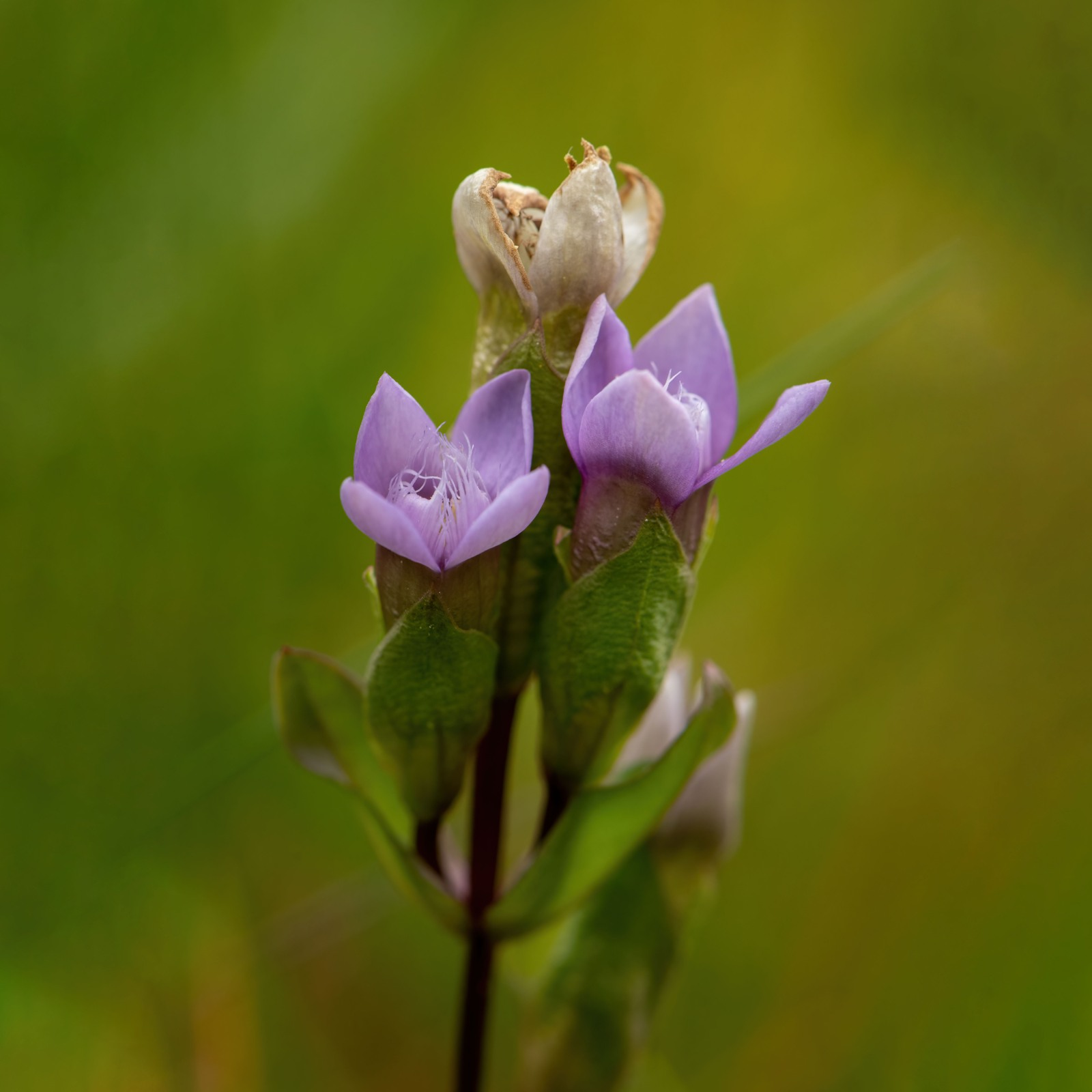 <p>fältgentiana Gentianélla amarélla </p><div data-youtube-video=""><iframe width="640" height="480" allowfullscreen="true" autoplay="false" disablekbcontrols="false" enableiframeapi="false" endtime="0" ivloadpolicy="0" loop="false" modestbranding="false" origin="" playlist="" rel="1" src="https://www.youtube.com/embed/4D2Zy3ogdAE?rel=1" start="0"></iframe></div><p></p>