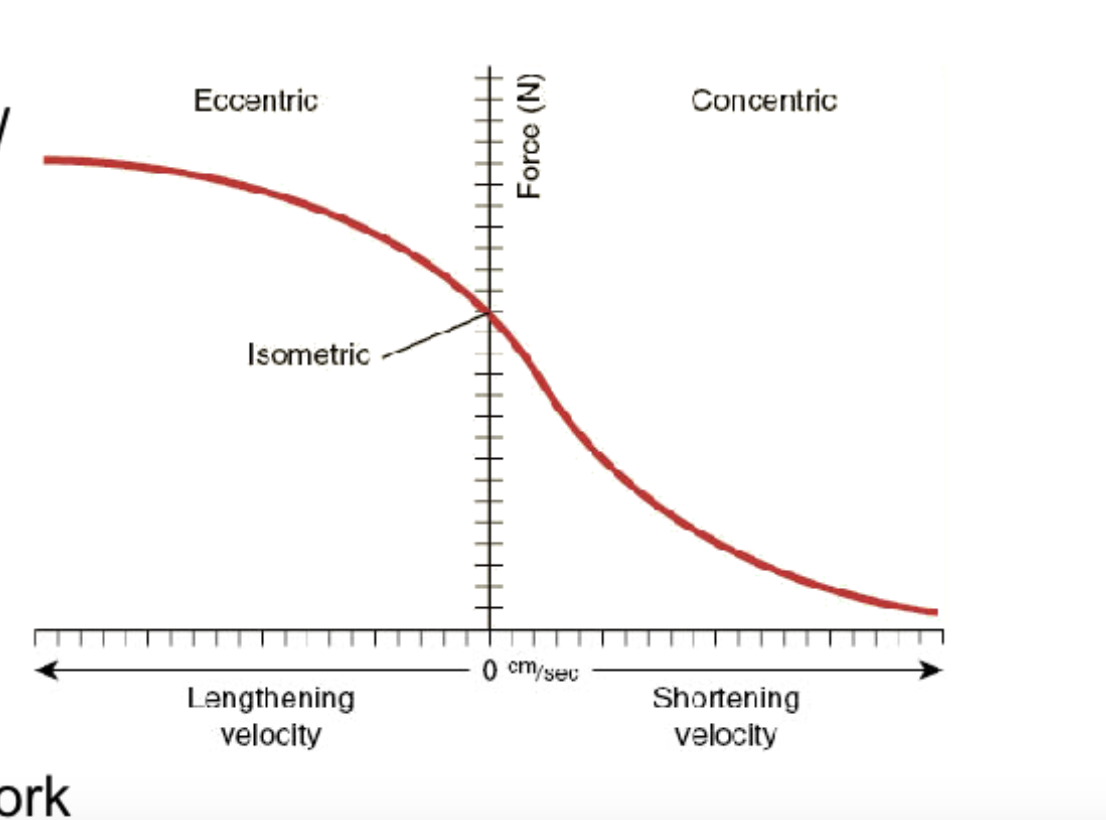 <p><strong>Concentric:</strong></p><ul><li><p>active <strong>shortening</strong></p></li><li><p><strong>smaller </strong>force potential</p></li><li><p><strong>POS power </strong>and <strong>POS work</strong></p></li><li><p><strong>brings origin + insertion close to each other</strong></p></li></ul><p></p><p><strong>Eccentric</strong></p><ul><li><p>active &amp; <strong>lengthening</strong></p></li><li><p><strong>NEG power  </strong>and <strong>NEG work</strong></p></li><li><p><strong>resists the other movement</strong></p></li></ul><p></p><p><strong>Isometric</strong></p><ul><li><p>active, <strong>same length / joint angle</strong></p></li><li><p><strong>Power = 0 </strong>and<strong> Mechanical work = 0</strong></p></li><li><p><strong>larger </strong>force potential ake max force available</p></li><li><p><strong>muscles + sarcomeres contracts meaning it still makes force, but NOT enough to change joint angle (NO movement)</strong></p></li></ul><p></p>