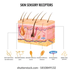 <p>Skin: free nerve endings</p>