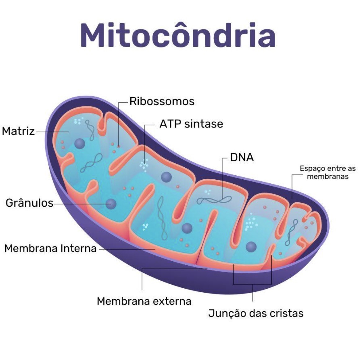 <p><span>Membrana externa, membrana interna (cristas), espaço intermembrana, matriz mitocondrial, DNA e ribossomos.</span></p>