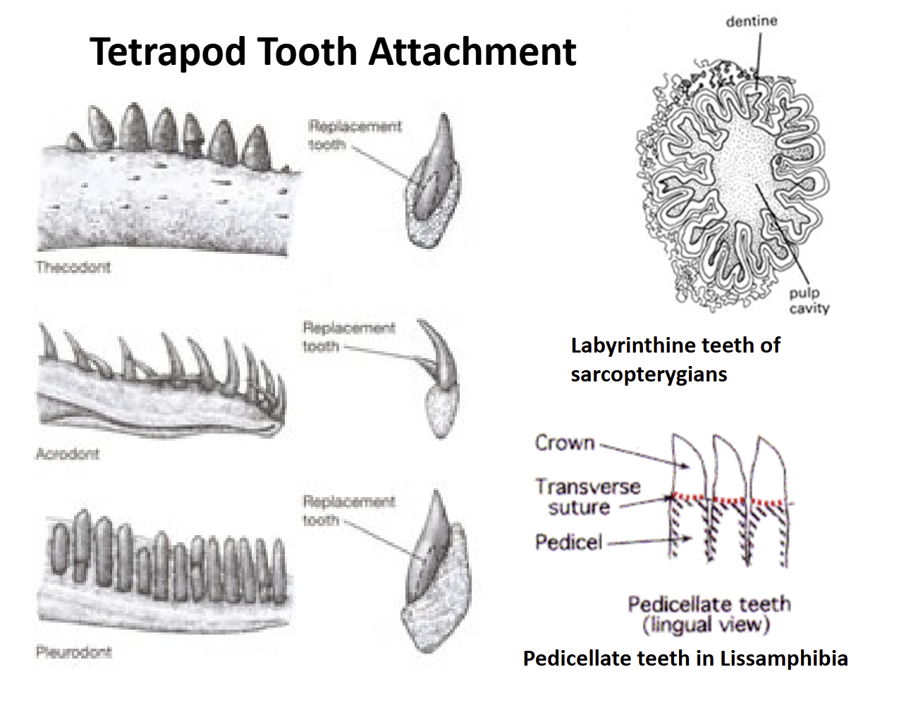 <ul><li><p>Lissamphibia teeth are pedicellate = have a base (pedicel) that supports a crown. There is a zone of weakness between the crown &amp; pedicel that allows teeth to bend some without breaking </p></li><li><p>Amniote teeth are not pedicellate. Show three types of attachment to the jaw bones: </p><ul><li><p>Acrodont - attached to the top of the jaw </p></li><li><p>Pleurodont - attached to the side of the jaw </p></li><li><p>Thecodont - anchored into sockets in the jawbones</p></li></ul></li><li><p>Turtles - teeth are absent, jawbones covered by a thick layer of keratin (derived from epidermis)</p></li></ul><p></p>