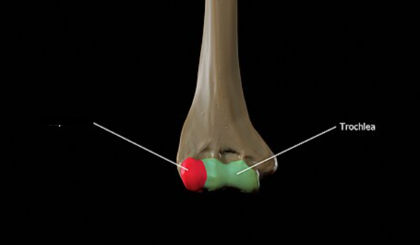 <p>What bone landmark is this within the <strong>Humerus </strong></p>