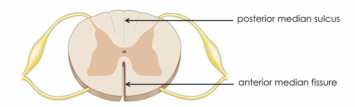 <ul><li><p>Helps divide the spinal cord into left and right sides</p></li></ul><p></p>