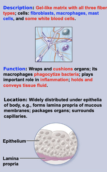 <ul><li><p>connective —> proper —> loose</p></li><li><p>aka connective loose tissue proper</p></li></ul><p></p>