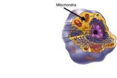 <p>an organelle found in large numbers in most cells, in which the biochemical processes of respiration and energy production occur.</p>