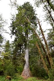 <p>Latin: Picea sitchensis</p><p></p>