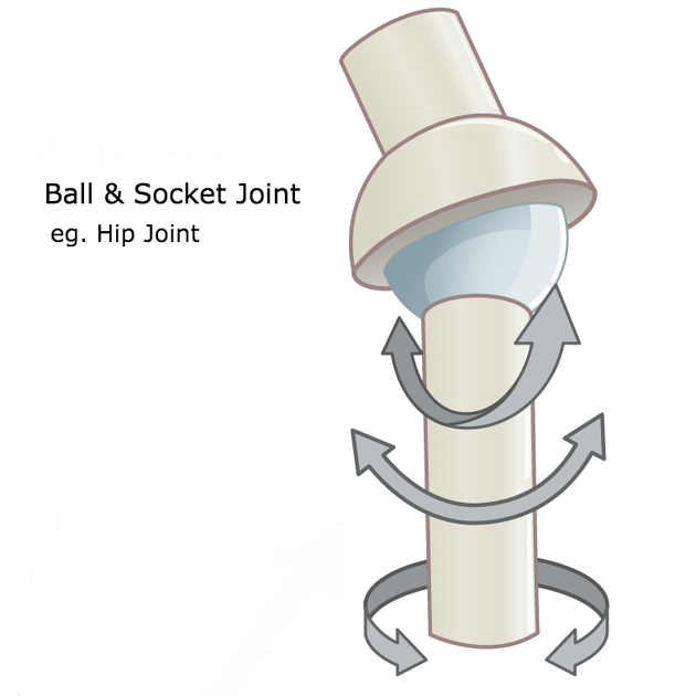 <p>ball and socket joints</p>