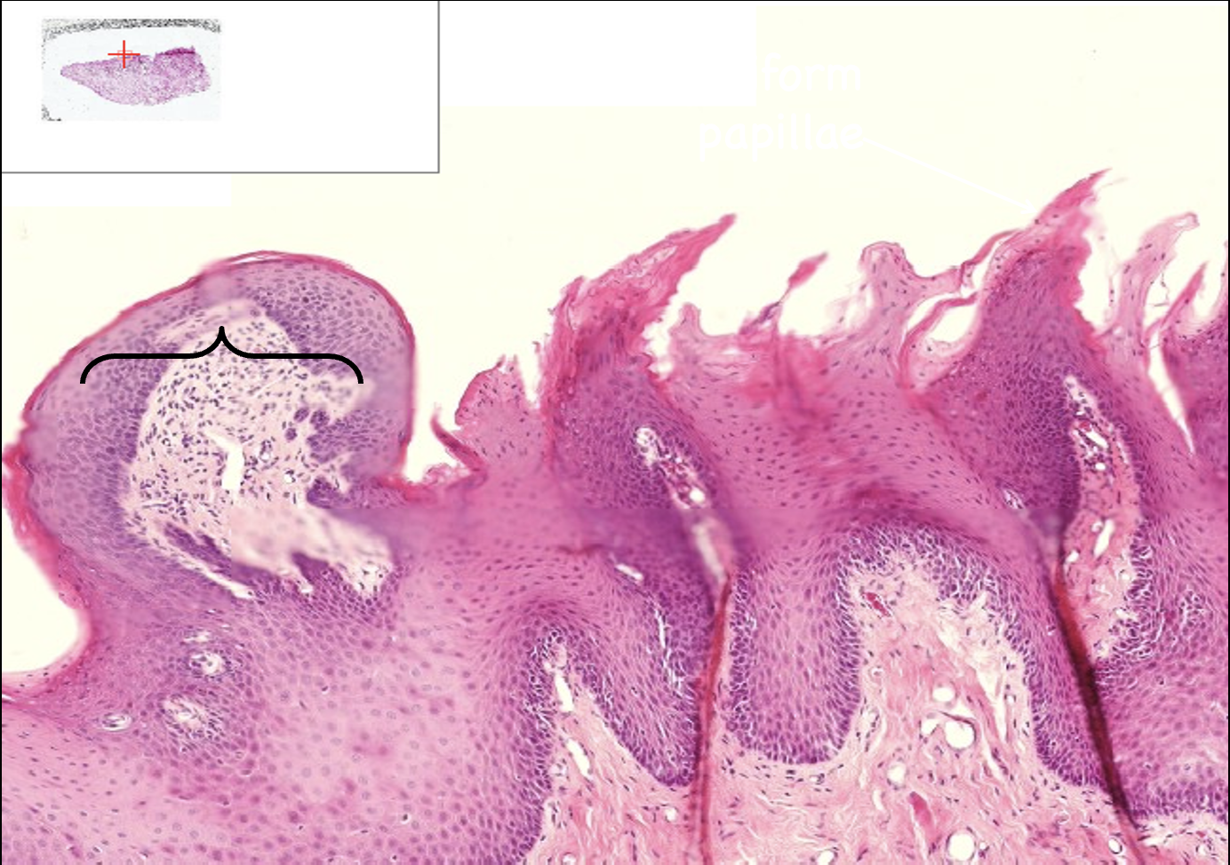 <p>What structure is this?</p>