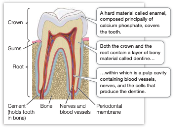 <ul><li><p>an extremely hard material, enamel, covers the crown of the tooth</p></li><li><p>the crown and root contain dentine</p></li><li><p>inside, the pup cavity contains blood vessels, nerves, and dentine producing cells</p></li></ul><p></p>