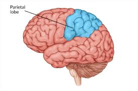 <p>parietal lobe </p>