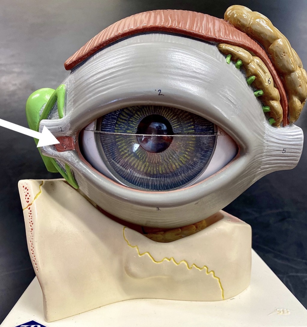 <p><span>name the RED structure at the end of the arrow's point</span></p>