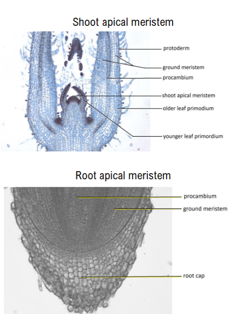 <ul><li><p><strong>protoderm </strong>(epidermis)</p></li><li><p><strong>ground meristem</strong> (everything else)</p></li><li><p><strong>procambium </strong>(vascular transport tissue)</p></li></ul><p><span>they are </span><strong>primary meristems</strong>. They are the embryonic precursors that <em>give rise</em> to the <strong>primary tissues</strong>.</p>