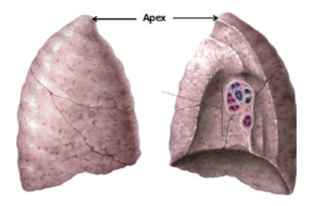 <ul><li><p>most superior point</p></li><li><p>sits above the first rib</p></li></ul><p></p>